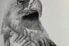 A detailed black and white charoal drawing of the head of a Bald Eagle.