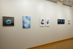 Installation shot of Margaret LeJeune Exhibition. This image shows five pieces involving bioluminescence.
