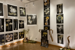 Installation image of Patti Russotti exhibition. This image shows large photos printed on cloth, with some plants on the floor in the corner of the gallery.